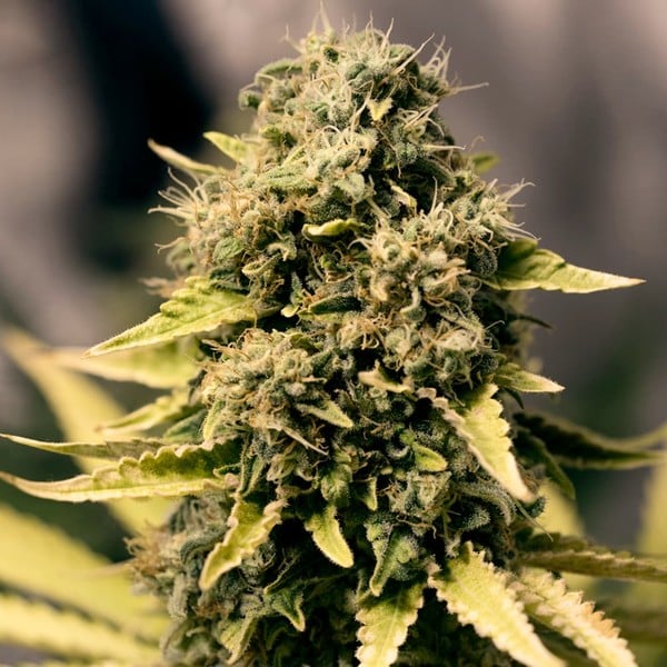 Royal Queen Seeds Seminte de canabis Royal Domina feminizate