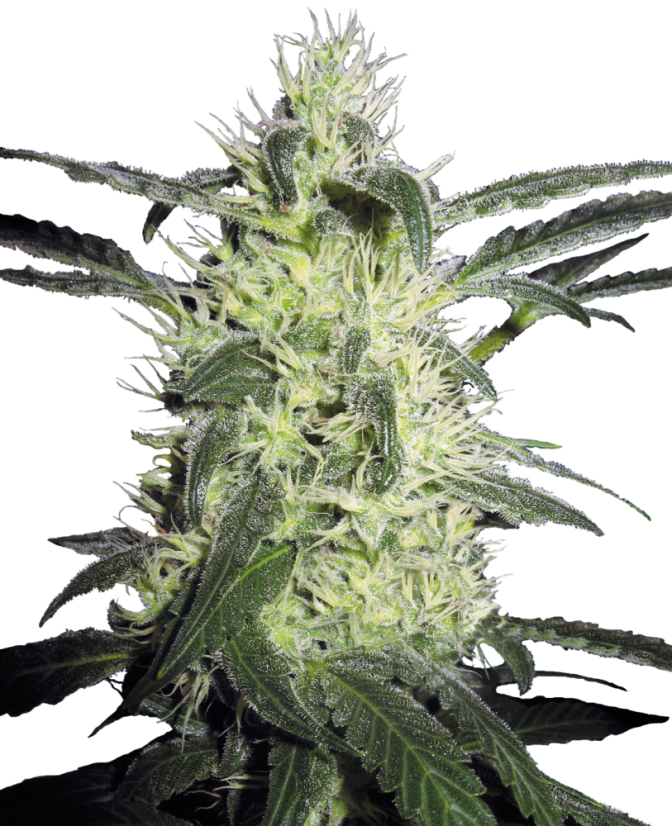 Sensi Seeds Semințe de canabis Silver Haze® feminizate, 3-10 buc.