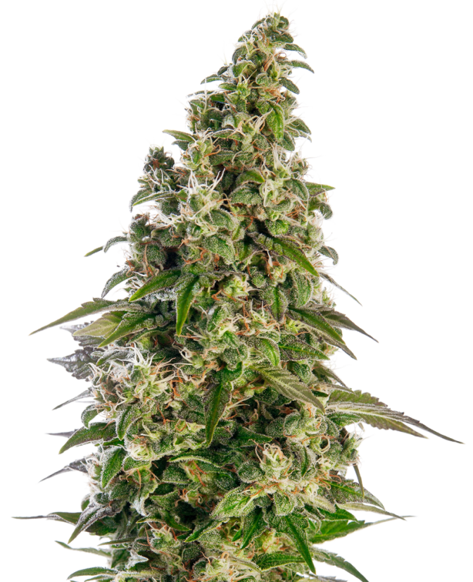 Sensi Seeds Seminte de canabis Afghani #1 Automatic® feminizate, 3-10 buc.