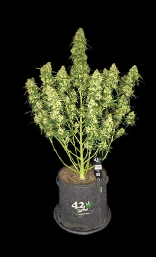 Fast Buds Cannabis Seeds Sour Jealousy Auto