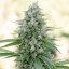 Silent Seeds Classic Cannabis Seeds Critical Mango femminizzato