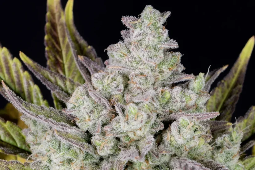 Fast Buds Sjemenke konoplje Gorilla Cookies Auto
