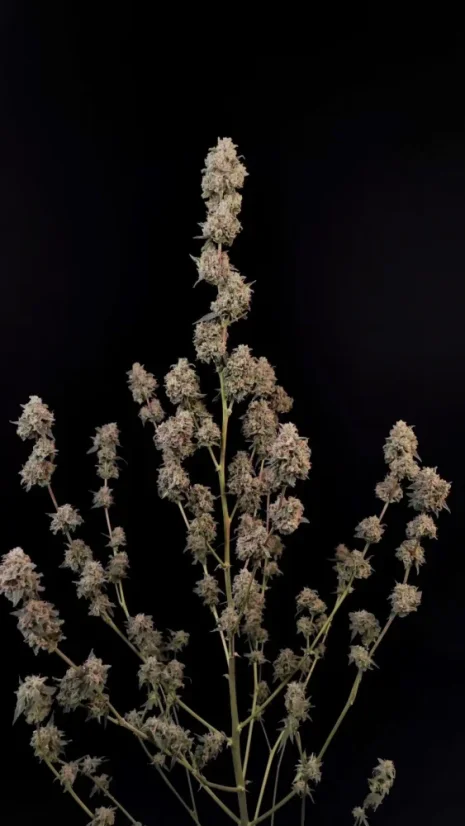 Semințe de Cannabis Fast Buds AK Auto