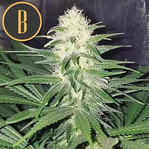 Blimburn Seeds Cannabis Seeds Chemdog #4 Nőiesített