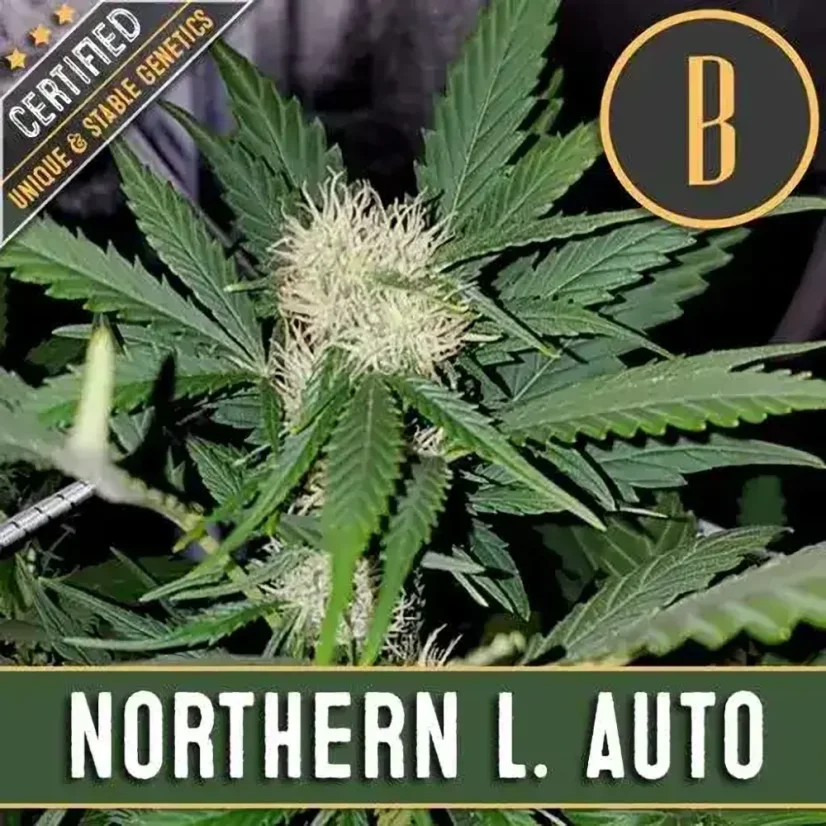 Blimburn Seeds Semi di Cannabis Northern Lights Auto