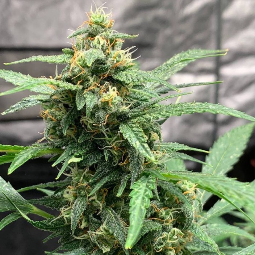 Doctor´s Choice Semințe Chronic Ryder BX Auto Regular
