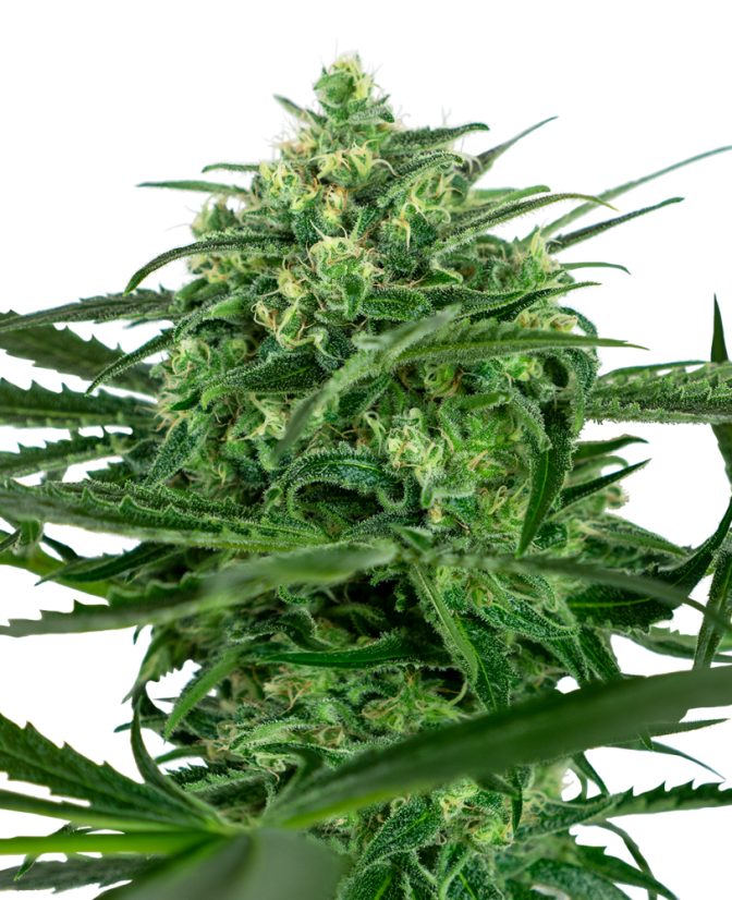 Sensi Seeds Semințe de canabis Sensi Amnesia® feminizate, 3-10 buc.