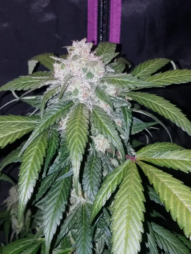 Fast Buds Sjemenke konoplje Tangie Auto