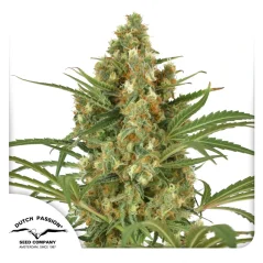 Dutch Passion Semințe de canabis SnowBud® feminizate