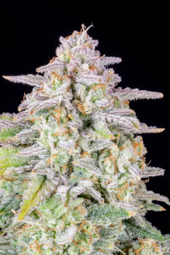 Fast Buds Semi di Cannabis Forbidden Runtz Auto