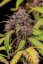 Fast Buds Cannabis Seeds Lemon Cherry Cookies Auto