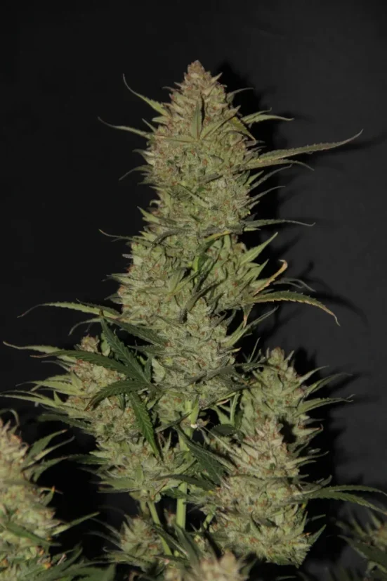 Fast Buds sjemenke konoplje OG Kush Auto