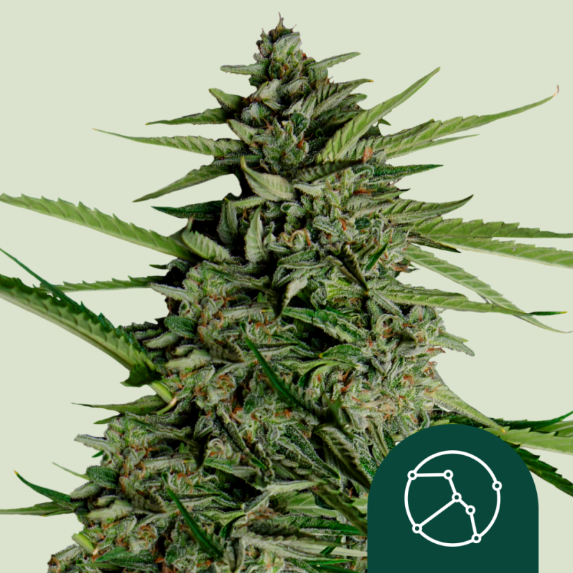 Royal Queen Seeds Семена от канабис Orion F1 Auto