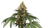 Sensi Seeds Semințe de canabis Chocolate Rainbow XXL® feminizate, 3-10 buc.