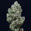 Silent Seeds Seminte de Cannabis Critical + 2.0 Auto Feminizate
