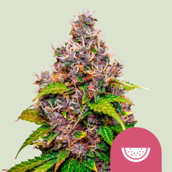 Royal Queen Seeds Cannabis Seeds Görögdinnye Nőiesített