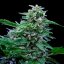 Royal Queen Seeds Cannabis Seeds Stress Killer Auto (korkea CBD)