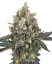 Sensi Seeds Semințe de canabis Sweet Berry Breeze feminizate de White Label, 3-10 buc.