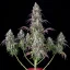 Fast Buds Sjemenke konoplje Lemon Pie Auto