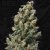 T.H.Seeds™ Sjemenke konoplje Kushage™, 5+1 pakiranje, obične