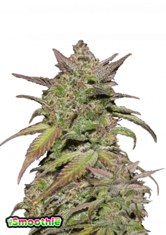 Fast Buds Автозаправка з насінням канабісу