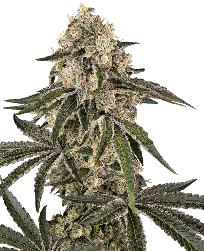 Sensi Seeds Cannabis Seeds Sunset Peach Feminizate