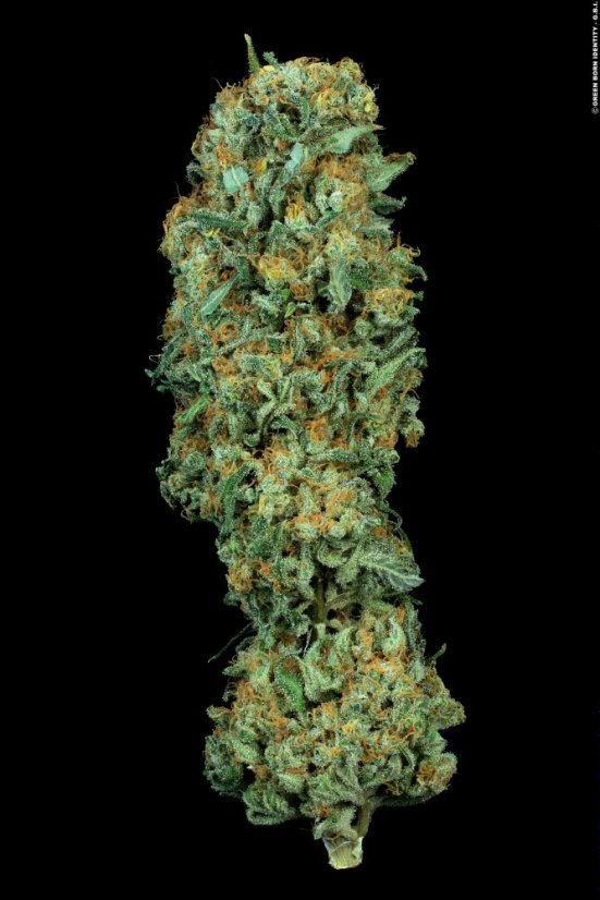 T.H.Seeds™ Semințe de canabis MK-Ultra™, pachet 5+1, obișnuite
