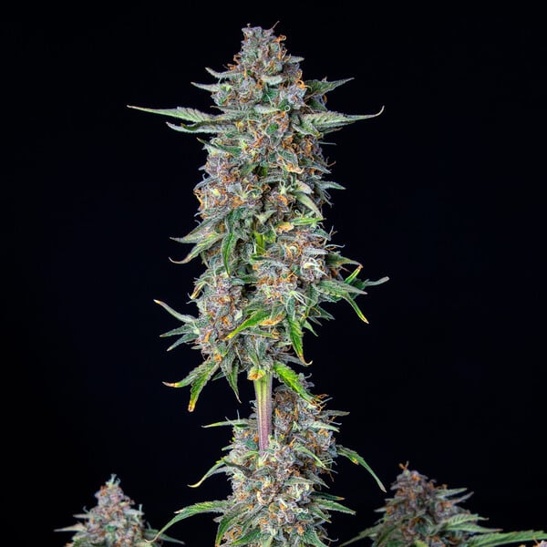 Royal Queen Seeds Cannabisfrön Do-si-dos Auto