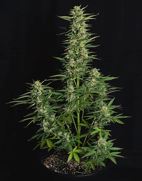 Royal Queen Seeds Семена от канабис Epsilon F1 Auto