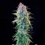 Royal Queen Seeds Seminte de canabis Power Flower feminizate