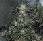 Fast Buds Semi di Cannabis Girl Scout Cookies Auto