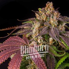 Blimburn Seeds Cannabisfrø Pink Runtz Feminiseret