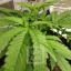 Blimburn Seeds Cannabis Seeds Mamba Negra CBD feminizált