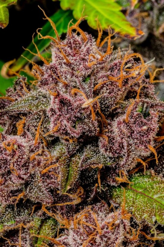 Fast Buds Cannabis Seeds Lemon Cherry Cookies Auto
