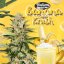 T.H.Seeds™ Hanfsamen Bastards Line: Banana Candy Krush, diverse Packungen, feminisiert
