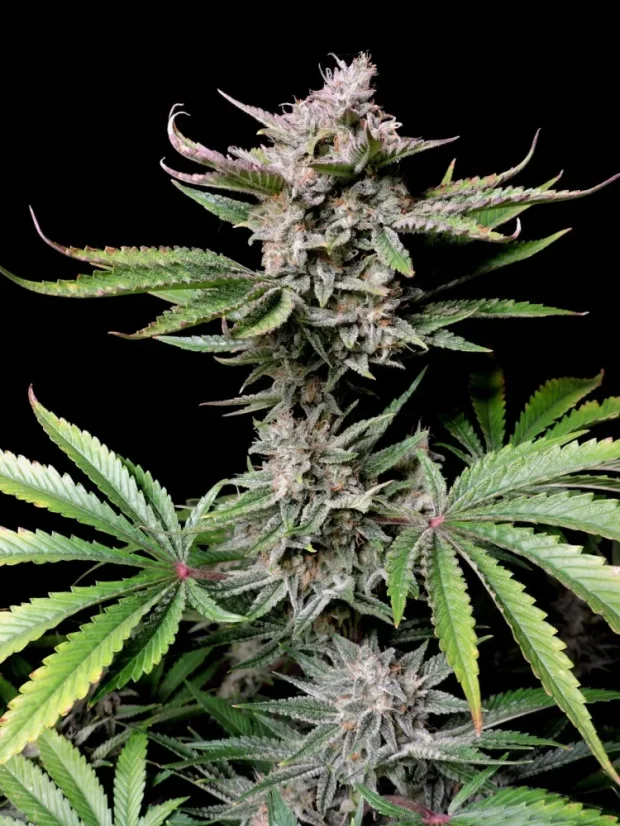 Fast Buds Sjemenke konoplje Cherry Cola Auto