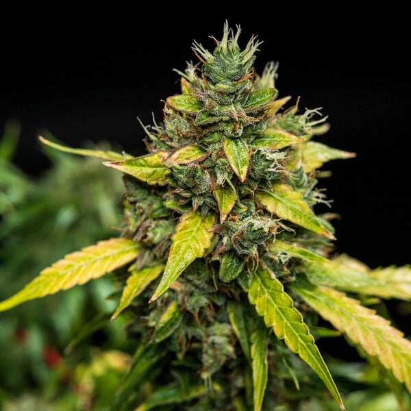Royal Queen Seeds Seminte de canabis Sherbet Queen Auto