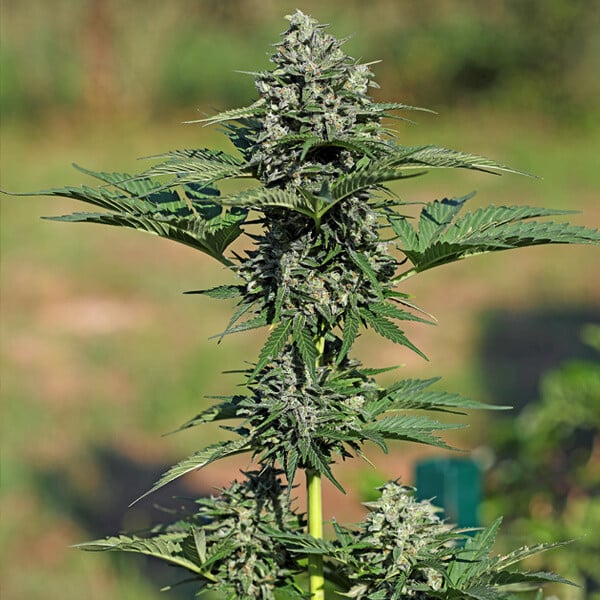 Royal Queen Seeds Seminte de canabis Royal Gorilla Auto