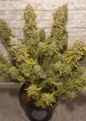 Dutch Passion Насіння коноплі Auto White Widow® Autoflowering
