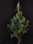 Fast Buds Sjemenke Kanabisa Cheese Auto
