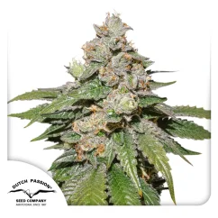 Dutch Passion Cannabis Seeds Auto Mokums Tulip® Autoflowering