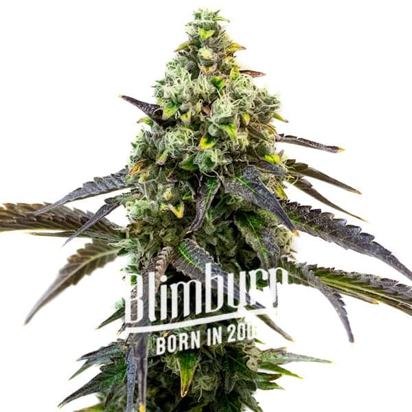 Blimburn Seeds Семена от канабис RS11 Feminized