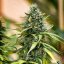 Royal Queen Seeds Seminte de canabis Royal Gorilla Auto