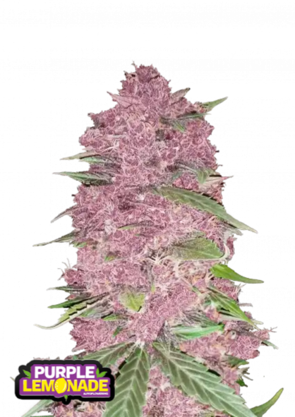 Fast Buds Sjemenke konoplje Purple Lemonade Auto