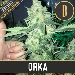 Blimburn Seeds Cannabisfrön Orka Feminiserade