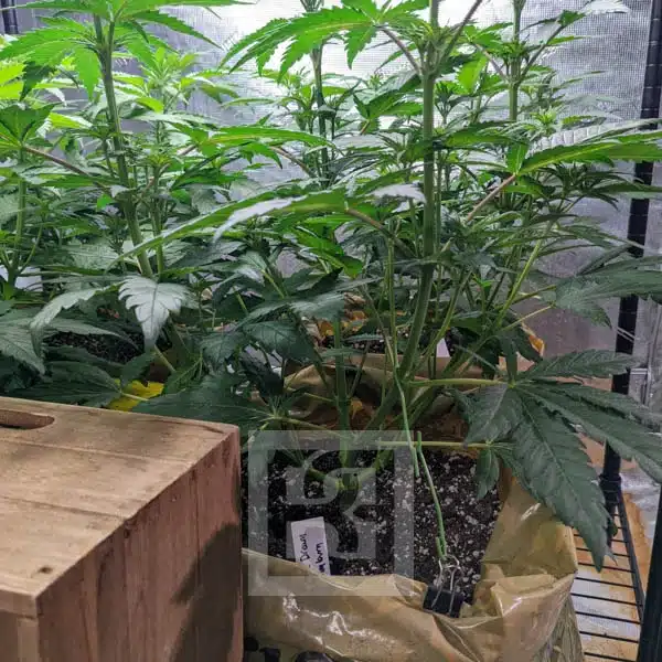 Blimburn Seeds Cannabiszaden Blue Dream Gefeminiseerd