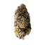 Royal Queen Seeds Seminte de canabis Gelato de nunta feminizat