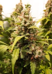 Dutch Passion Seminte de canabis Auto Critical Orange Punch® Autoflowering