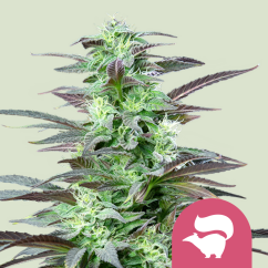Royal Queen Seeds Насіння коноплі Skunk XL Feminized