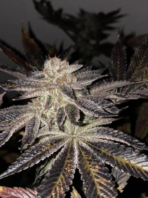 T.H.Seeds™ Semințe de canabis ediție regulată limitată French Kisz, pachet de 11